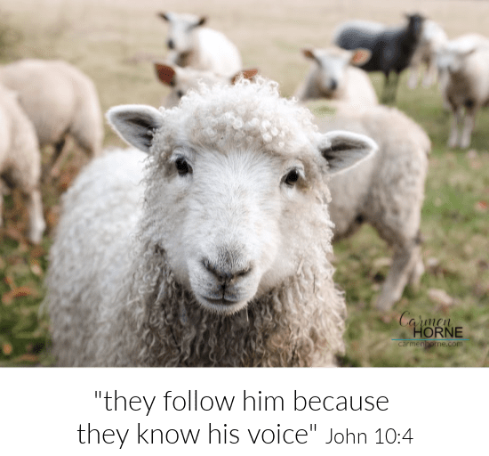 "they follow him because they know his voice" John 10:4 Sheep picture